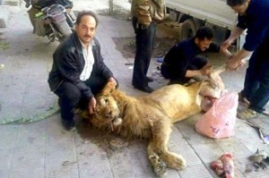 Pictures of a lion reportedly killed for food were posted online