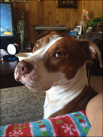 Pit bull dog, &quot;Cali&quot; / Image: Facebook