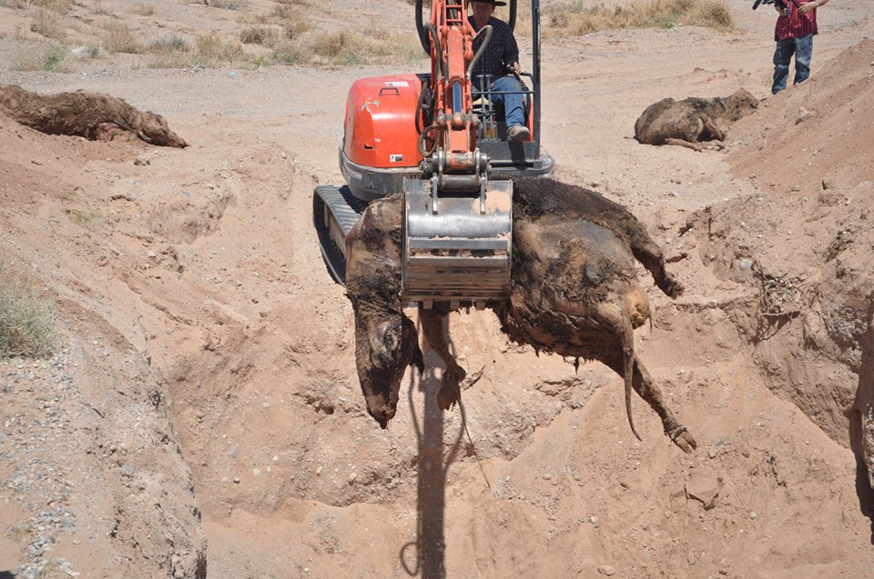 Image: Cattle Grave (Bundy Ranch Facebook).