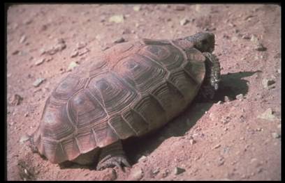 700 - 840 sick tortoises may be euthanized "because that’s the sensible thing to do."