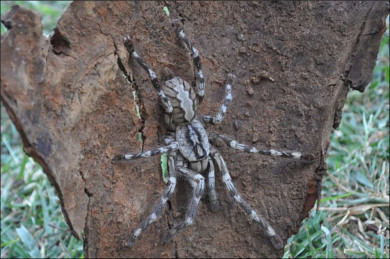 Tarantula the Size of a Dinner Plate Discovered