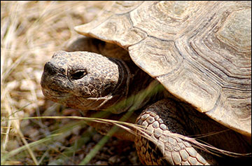 Desert tortoise lacks teeth and depends on dung for water and protein.